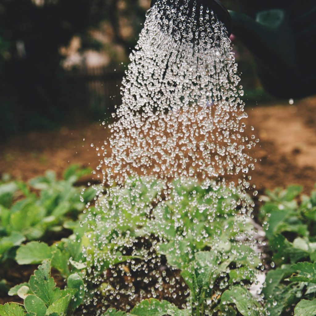 GARTEN & ANLAGENPFLEGE